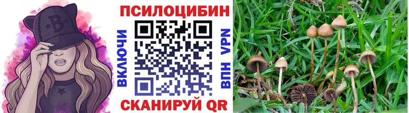 Псилоцибиновые грибы Psilocybe  Купить закладки  Петушки 